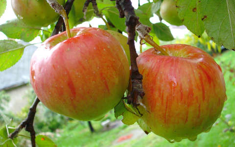 Nyári alma - Csór -   fotó: Kőszály