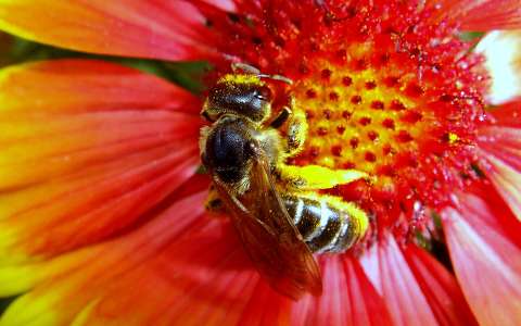 A nagyszemű méhecske