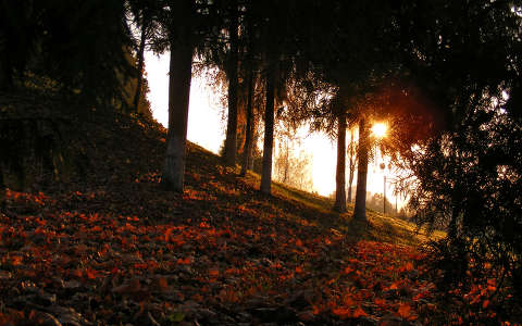 címlapfotó fa naplemente ősz