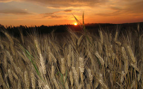 címlapfotó gabonaföld kalász naplemente