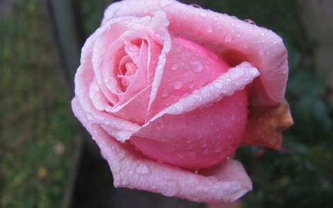 névnap és születésnap rózsa vízcsepp