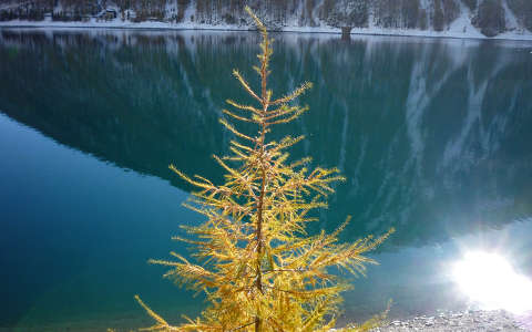 fa fenyő tó tükröződés