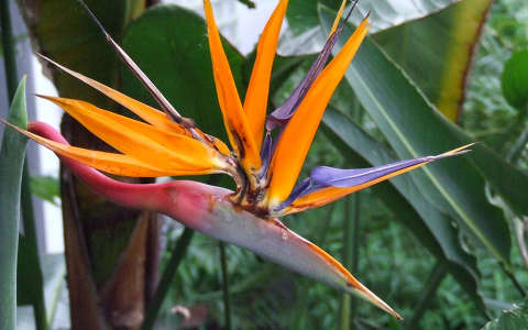 papagájvirág trópusi virág