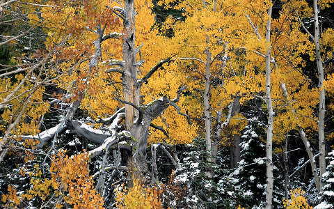 erdő fa tél ősz