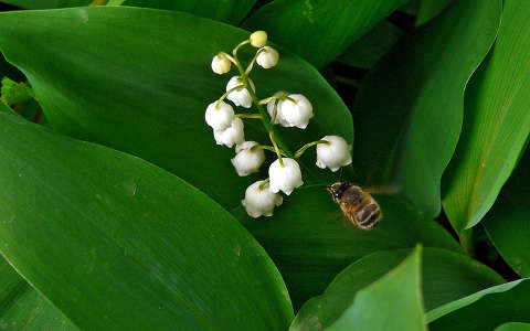 gyöngyvirág méh rovar tavaszi virág