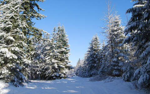 címlapfotó erdő fenyő tél