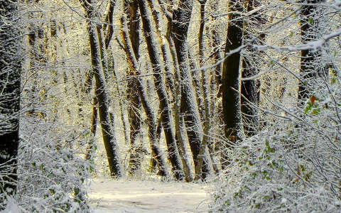 címlapfotó erdő fa tél