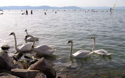 balaton hattyú magyarország tó