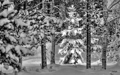 címlapfotó erdő fenyő karácsonyfa