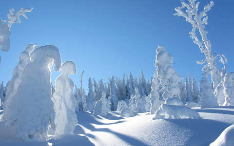 címlapfotó fenyő skandinávia tél