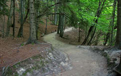 út plitvicei tavak világörökség horvátország erdő