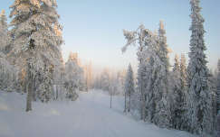 fenyő út örökzöld fa erdő tél