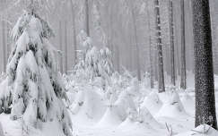 fenyő címlapfotó örökzöld fa erdő tél