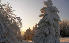 naplemente fa fenyő tél