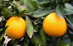 örökzöld gyümölcs narancs