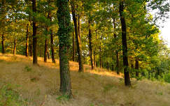 Kora őszi erdő, Magyarország