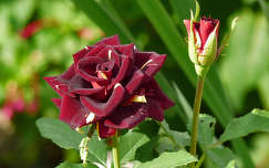 Bohóc rózsa