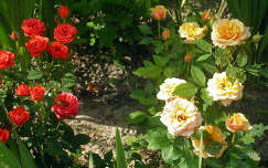 Törpe rózsák