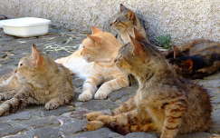 Szicíliai macskák