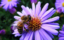 őszirózsa méh rovar