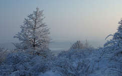 fa magyarország tél