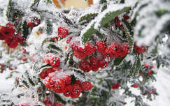 Taksony, havazás, piros bogyó :)