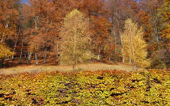 Ausztriai ősz