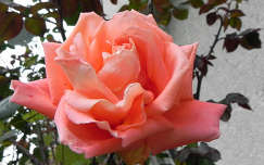Novemberi rózsa a kertben