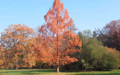 Szarvas - Arborétum ( Pepikert ) Ősz , Fotó: Kőszály