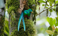 Leselkedő quetzal