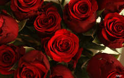 névnap és születésnap címlapfotó rózsa virágcsokor és dekoráció valentin