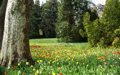 Tavasz a parkban