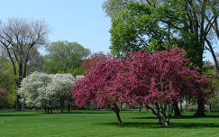 Virágzó fák a parkban