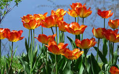 Tóparti tulipánok