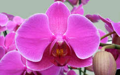 Szlovénia, Dobrovnik, Ocean Orchids, Orchidea Farm, Phalaenopsis