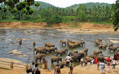 Elefántfürdetés