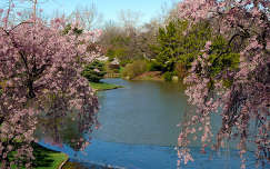 Virágzó fák a tavaszi parkban