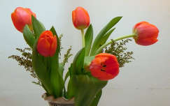 tulipán névnap és születésnap tavaszi virág virágcsokor és dekoráció