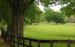 címlapfotó tavasz fa kerítés