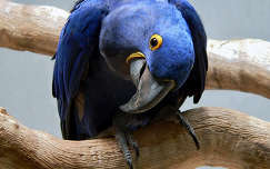 madár címlapfotó papagáj