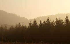 köd erdő