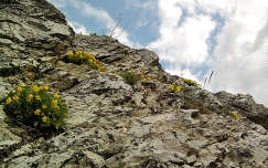 litéri virágos sziklafal