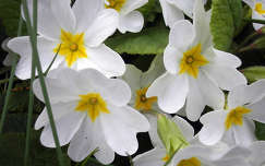 tavaszi virág címlapfotó kankalin