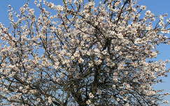 Virágzó fa a Gellérthegyen