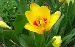 A legelső tulipán