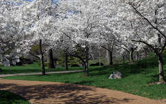 út címlapfotó tavasz kertek és parkok virágzó fa