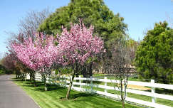 kerítés út címlapfotó tavasz virágzó fa