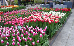 Keukenhof, Hollandia, tulipán