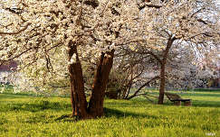 címlapfotó pad tavasz kertek és parkok virágzó fa