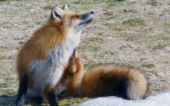 Fox in Prince Edward Island, Canada